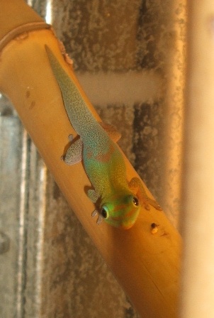 Phelsuma laticauda angularis